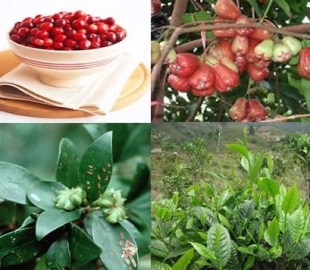 Tìm hiểu về phụ gia bảo quản acid Benzoic và ứng dụng trong Công nghệ thực phẩm